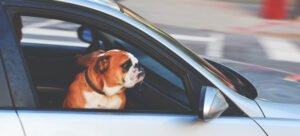 move your pet to Las Vegas in your car